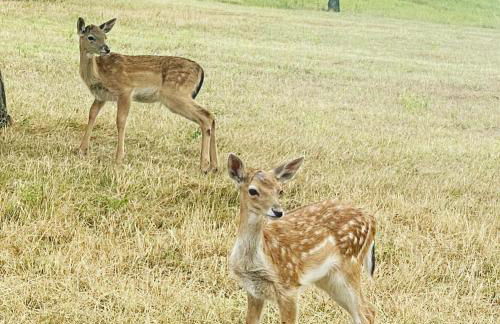 Agriturismo Tenuta del Daino - Foto 60