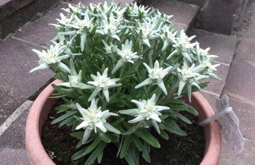 Alpine Blue Apartments - Foto 34