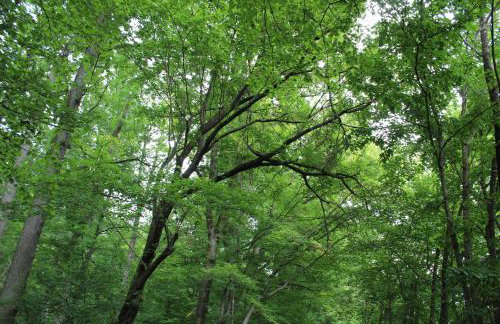 Ferienwohnung Forellenhof - Foto 32