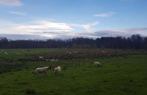 Orange Squirrel Lodge - Foto 27