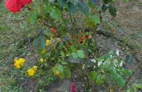 Côté Marne - Foto 36