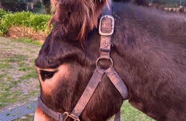 Swimming Pool Bedroom at Casa dos Macieis, Camino Santiago direct access & Optional Agritourism - Foto 16