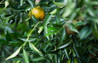 Vila São José - Foto 55