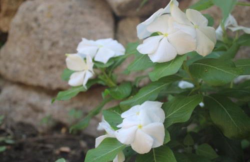 Florence House - Foto 34