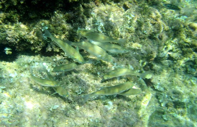 Sea of Eden - Foto 21