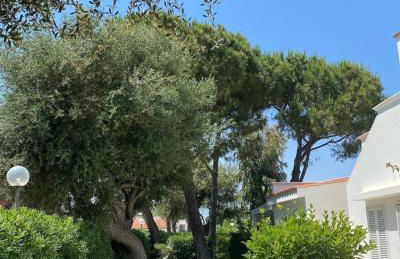 Gli Ulivi Rosamarina Ostuni - Foto 10