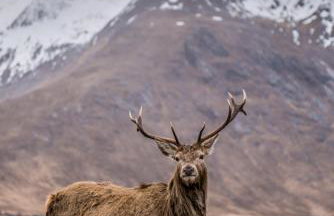 Forest Corner Luxury Home with Hot Tub - Foto 24