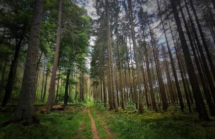 Villa Vorkastell - Foto 37