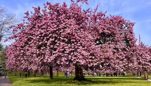 Bel Appartement lumineux à Antony. - Foto 5