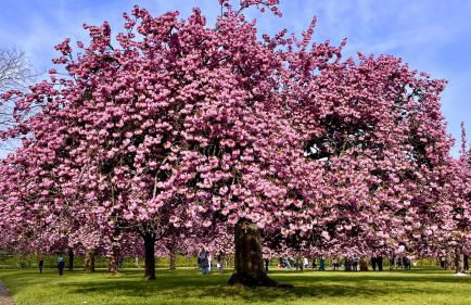 Bel Appartement lumineux à Antony. - Foto 5