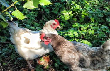 CasalPiano - Photo 13