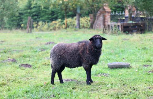 Autarker Schäferwagen mit Kamin ganzjährig nutzbar - Foto 21