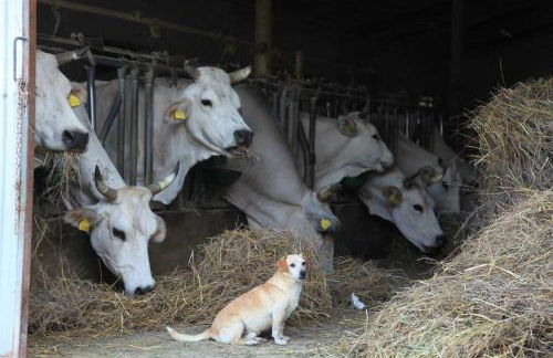 Azienda Agrituristica Colle San Giorgio - Foto 17