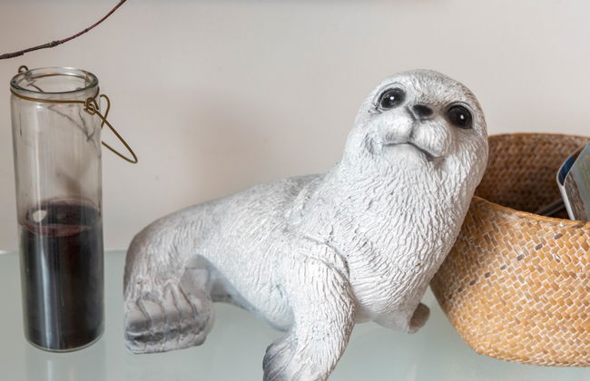 Kegelrobbe - Foto 11