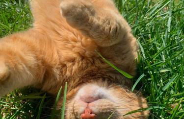 Agriturismo Tenute di Hera - Via Francigena - Foto 26