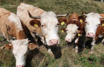 Manu's Ferienwohnung - Foto 40