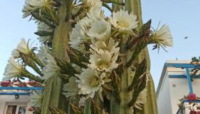 Angelika - Foto 4, Garden