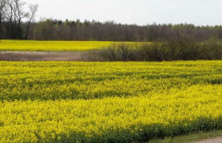 Ferienwohnung in zentraler ruhiger Lage Klatt in Kappeln - Photo 23