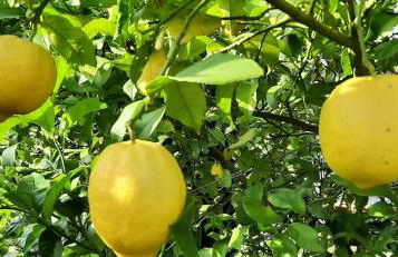 Yuccasa - Small Glamping Camping & Studio's - Photo 69