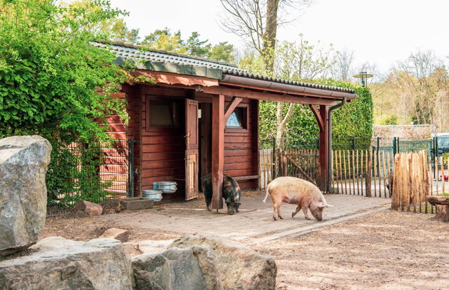 4 bedroom House in Lochem with swimming pool and terrace - Photo 20