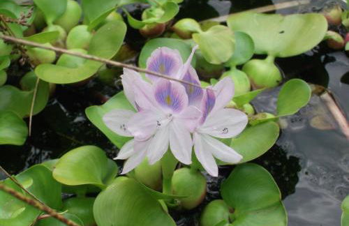 Mon Doux Repos - Foto 26