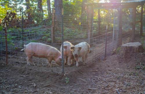 Driftwood Lodge~5 BR/7 Bath~30-acre Private Estate - Foto 12