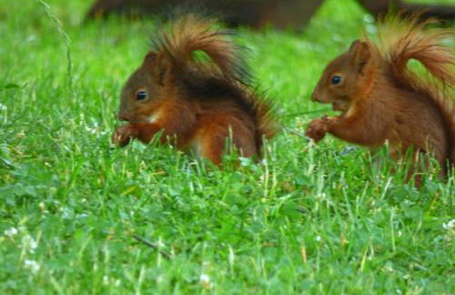 Ferienhaus Eifelheide - Photo 13