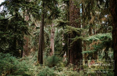 Private 5 Acre CabinHotTubGameRoom by OlympicNP - Foto 62