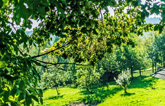 Zachełmna - Foto 37