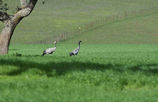 Observation d'oiseaux en Estrémadure - Photo 7