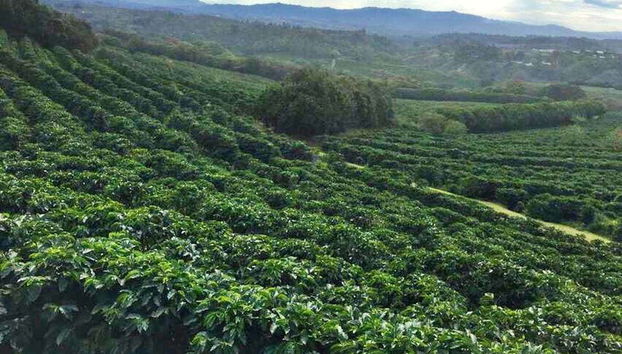 Cafezais da Costa Rica
