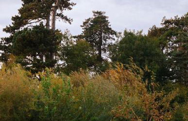 Amberwood Lodge - Photo 39