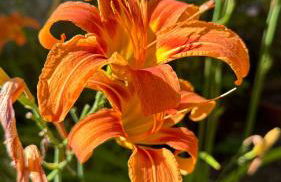 LE MANOIR PARADI - Foto 34