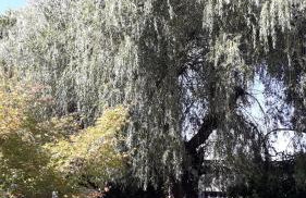 L' Abri du Saule - Foto 9