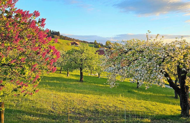 Cinéma Enchanté - cinéma & bain nordique - Foto 9