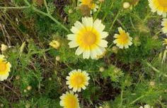 Superbe terrasse avec vue panoramique sur la mer - Foto 73