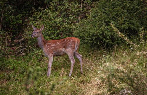 Relax Appartment Walchensee - Foto 56