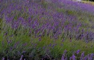 La lavanda di Poppi-mini appartamento - Foto 51