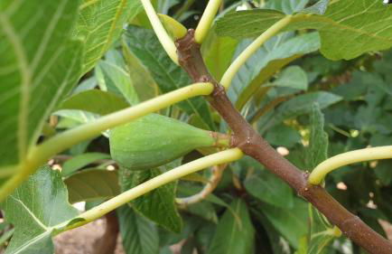 Casa on large property with private Pool - Foto 10