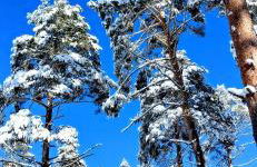 Alojamiento Rural Los Hacheros - Foto 39