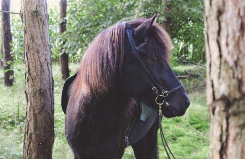 Ferienwohnung Wiesenblick nahe Region Celle und Hannover - Foto 24