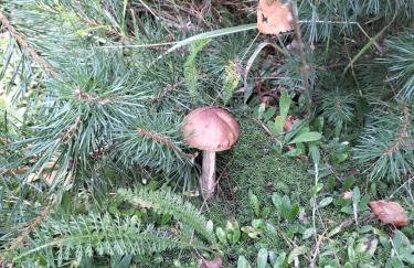 DoWielina - domki wśród natury - Foto 25