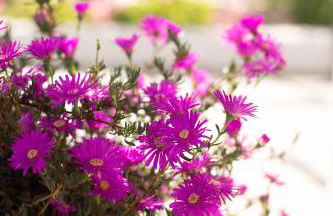 SOLE SPECIAL AP-DOUBLE SOFA BED with TOPPER - Foto 27