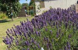 Gîte en Baie de Somme - Foto 18