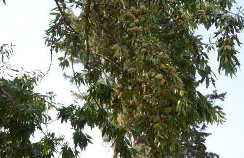 Country Stone House ,next to Kalavrita - Foto 38