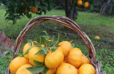 La Fattoria Dei Nonni - Foto 42