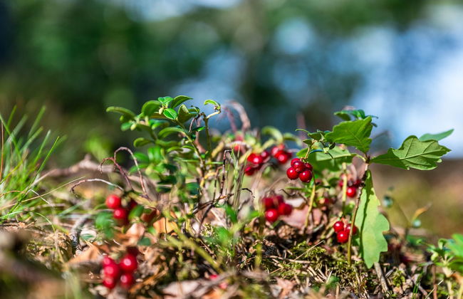 3 bedroom House in Olofström with garden - Photo 28