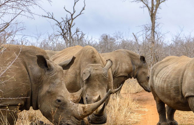 Safári privado pelo Hlane Royal National Park - Foto 2