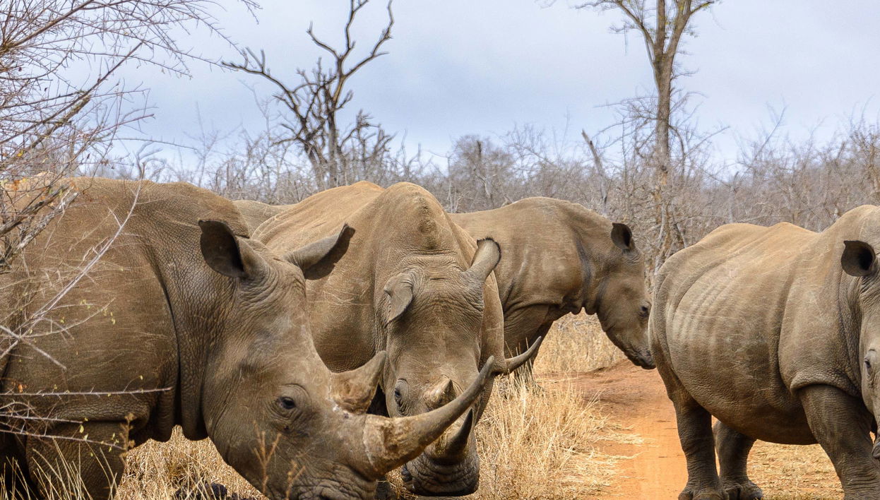 Hlane Royal National Park Private Tour