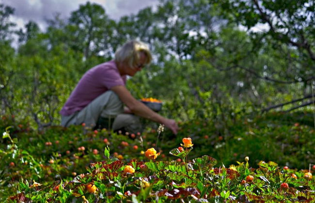Fjällfrid Stugor - Photo 50